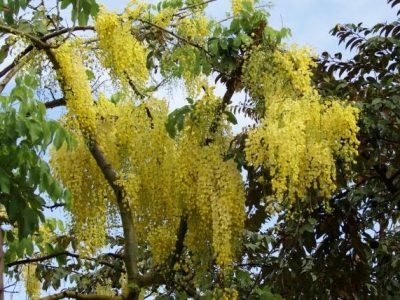 cassia_fistula-dsc05716